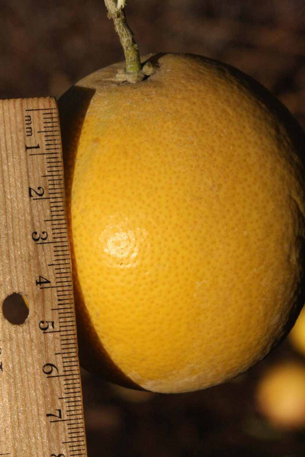            Fruit (Riverside, CA)   